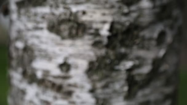 Huş Ağacı Kabuğu Makro Hareket Seçili Odak Bulanık Arkaplan — Stok video