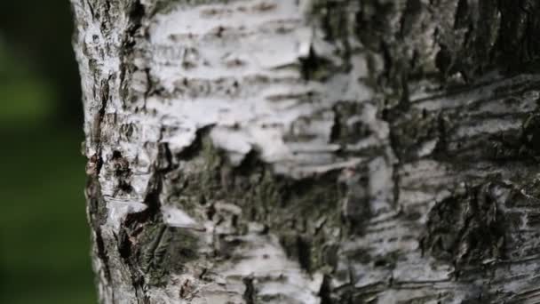 Écorce de bouleau. Mouvement macro. Concentration choisie. Fond flou .