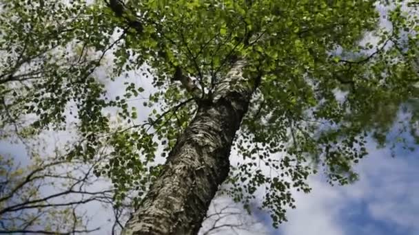 Nuevas Hojas Verdes Frescas Abedul Primavera Enfoque Seleccionado Fondo Desenfocado — Vídeo de stock