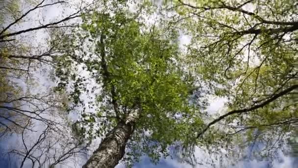Nové Čerstvé Zelené Listy Březovníku Jaře Vybrané Zaměření Rozmazat Pozadí — Stock video