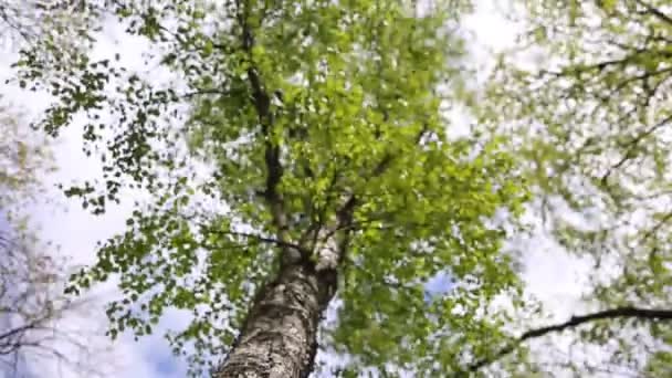 Świeże Zielone Liście Brzozie Wiosną Wybrane Skupienie Rozmyte Tło — Wideo stockowe