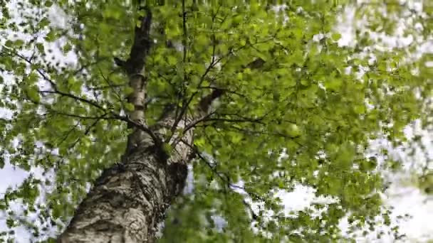 Nové Čerstvé Zelené Listy Březovníku Jaře Vybrané Zaměření Rozmazat Pozadí — Stock video