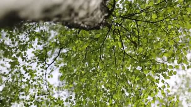 New Fresh Green Leaves Birch Tree Spring Time Selected Focus — Stock Video