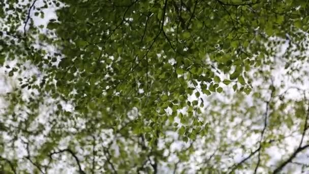 春に新鮮な緑が白樺の木に葉を出します 選択したフォーカス ぼかしの背景 — ストック動画