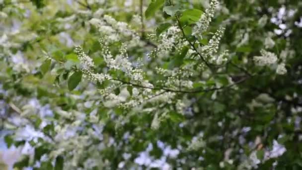 Czułe Kwitnące Drzewo Ptasiej Wiśni Wiosną Wybrane Skupienie Rozmyte Tło — Wideo stockowe