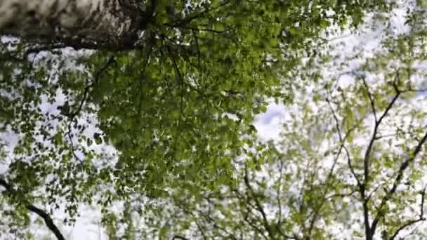 Bahar Zamanı Huş Ağacında Taze Yeşil Yapraklar Seçili Odak Bulanık — Stok video