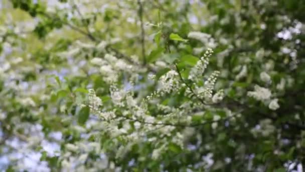 Czułe Kwitnące Drzewo Ptasiej Wiśni Wiosną Wybrane Skupienie Rozmyte Tło — Wideo stockowe