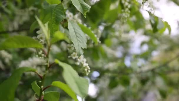 Czułe Kwitnące Drzewo Ptasiej Wiśni Wiosną Wybrane Skupienie Rozmyte Tło — Wideo stockowe