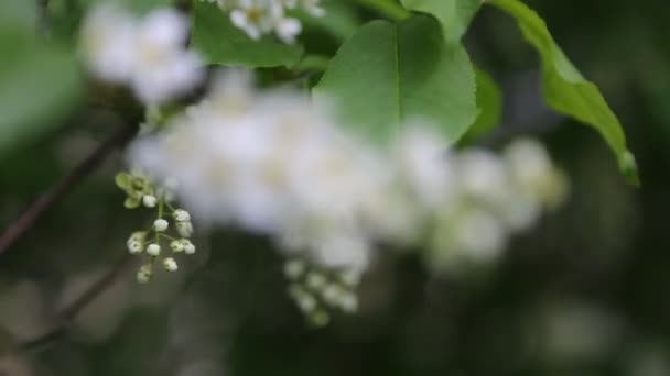 Tender Blossom Bird Cherry Tree Springtime Selected Focus Blur Background — Stock Video