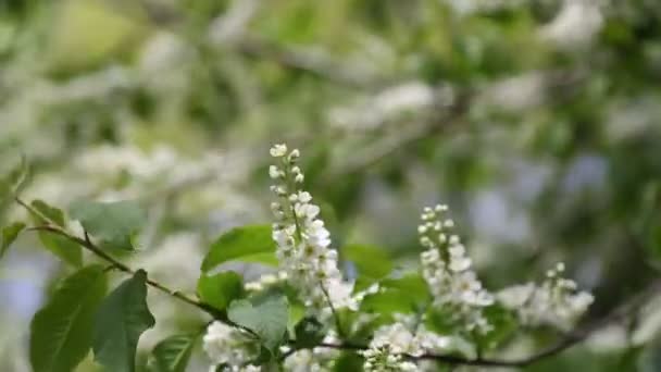 Tender Blossom Bird Cherry Tree Springtime Selected Focus Blur Background — Stock Video