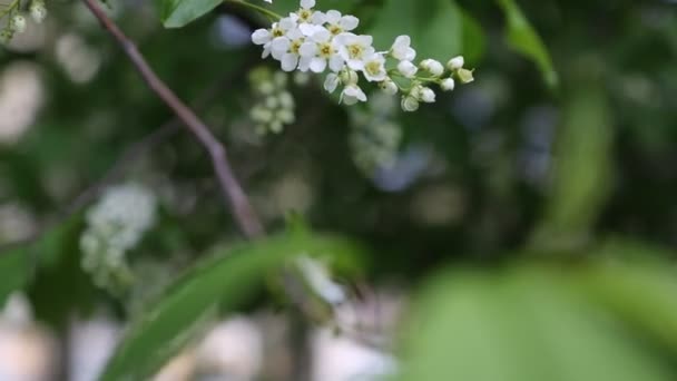 Tender Blossom Bird Cherry Tree Springtime Selected Focus Blur Background — Stock Video