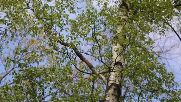 Nouvelles Feuilles Vertes Fraîches Sur Bouleau Printemps Concentration Choisie Fond — Video