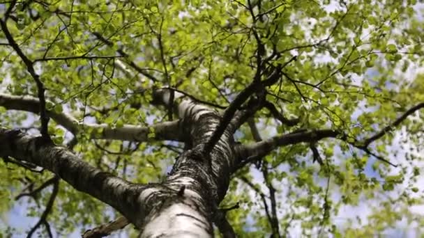 Nouvelles Feuilles Vertes Fraîches Sur Bouleau Printemps Concentration Choisie Fond — Video