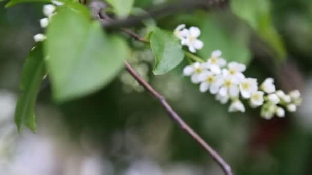 桜の上に開花します 選択したフォーカス ぼかしやフォーカスなし — ストック動画