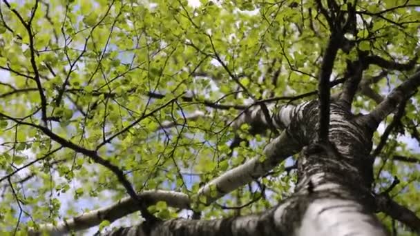 Friss Zöld Levelek Egy Nyírfán Tavasszal Kiválasztott Fókusz Homályos Háttér — Stock videók