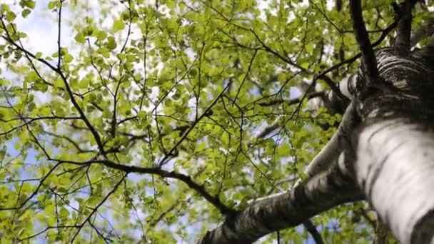 春天的时候 在桦树上长出新的嫩绿叶子 选定的重点 模糊的背景 — 图库视频影像