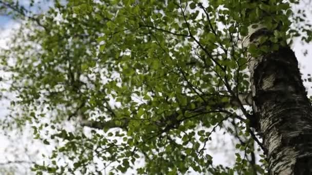 Linden Ağacı Taze Taze Yapraklar Seçili Odak Bulanık Arkaplan — Stok video