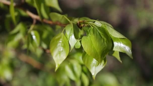 Linden Träd Nya Och Färska Blad Ett Valt Fokus Suddig — Stockvideo