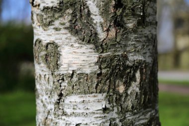 Arka planda huş ağacının dış görünüşü. Seçili odak.