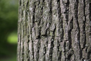 Linden kabuğu desenli arka plan. Seçili odak. Bulanık arkaplan.