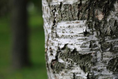 Arka planda huş ağacının dış görünüşü. Seçili odak.