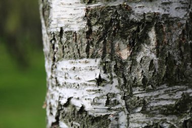 Arka planda huş ağacının dış görünüşü. Seçili odak.