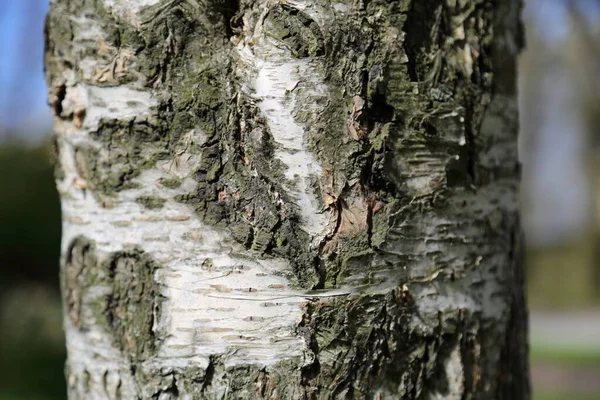 Imagem Livre Árvore Bétula Fundo Texturizado Foco Selecionado — Fotografia de Stock