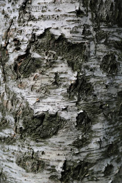 Arka Planda Huş Ağacının Dış Görünüşü Seçili Odak — Stok fotoğraf