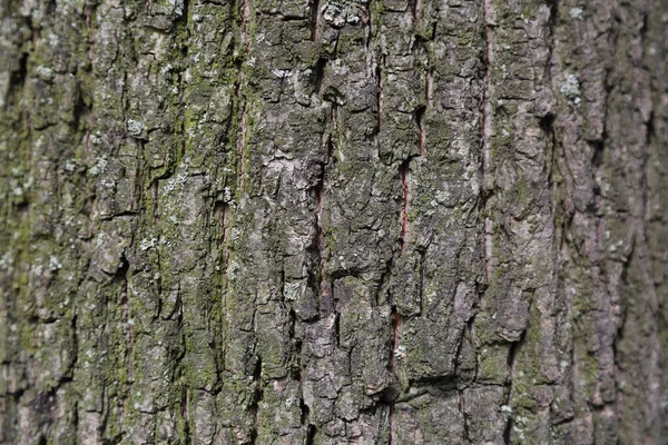 Linden Bark Texturerad Bakgrund Ett Valt Fokus Suddig Bakgrund — Stockfoto