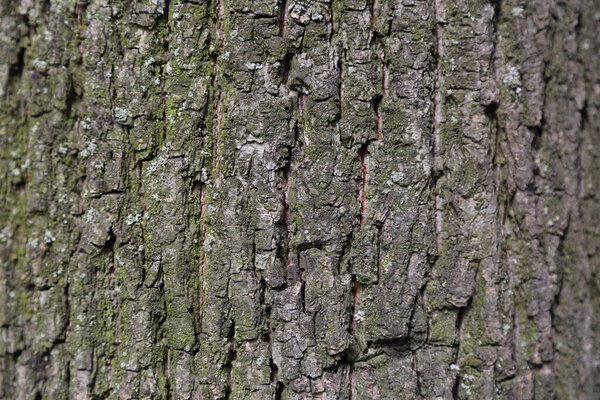Linden bark textured background. Selected focus. Blur background.