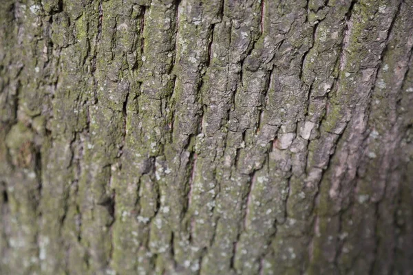 Linden Écorce Fond Texturé Concentration Choisie Fond Flou — Photo