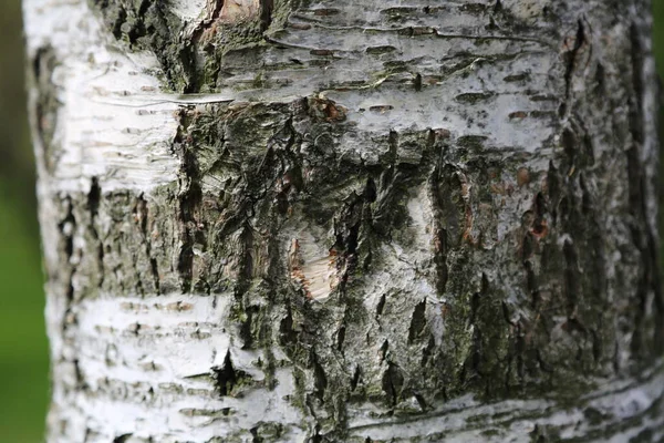 Kültéri Kép Nyírfa Texturált Háttér Kiválasztott Fókusz — Stock Fotó