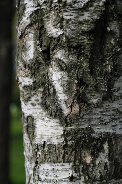 Outdoor image of birch tree textured background. Selected focus.