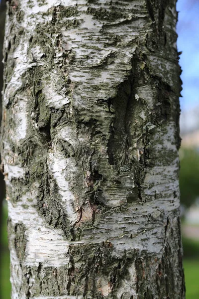 Utomhus Bild Björk Träd Texturerad Bakgrund Utvalt Fokus — Stockfoto