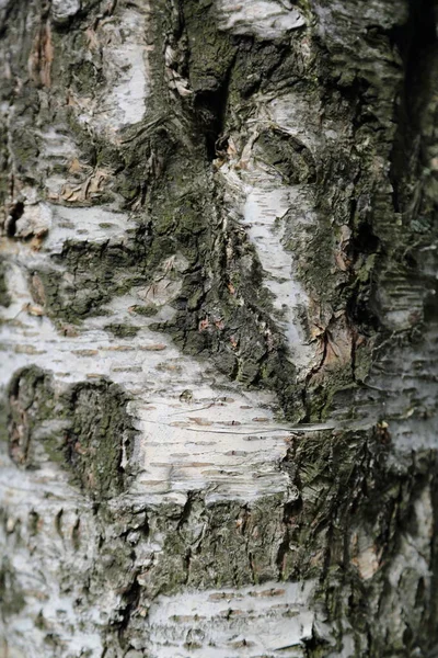 Εξωτερική Εικόνα Του Δέντρου Σημύδας Υφή Φόντο Επιλεγμένη Εστίαση — Φωτογραφία Αρχείου
