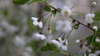 Kiraz ağacında açan narin çiçeklerin beyaz rengi. Seçili odak.