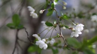 Kiraz ağacında açan narin çiçeklerin beyaz rengi. Seçili odak.