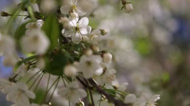 Kiraz ağacında açan narin çiçeklerin beyaz rengi. Seçili odak.