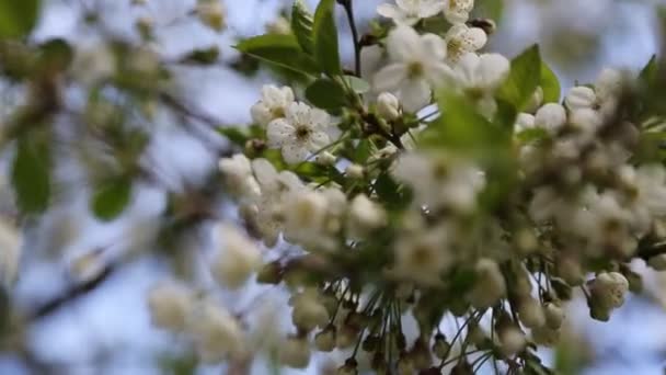 Fehér Színű Gyengéd Virágok Virágoznak Egy Cseresznyefán Kiválasztott Fókusz — Stock videók