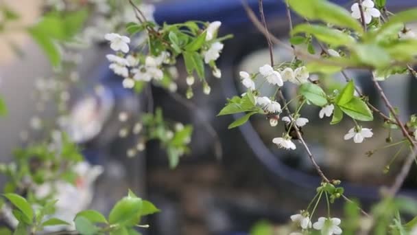 Vit Mjuka Blommor Blommar Ett Rsbärsträd Utvalt Fokus — Stockvideo