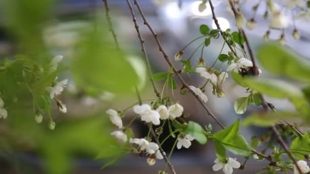 Witte Kleur Van Tedere Bloemen Bloeien Een Kersenboom Geselecteerde Focus — Stockvideo