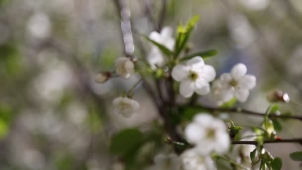 桜の上に白い柔らかい花を咲かせます 選択されたフォーカス — ストック動画