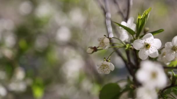 Weiße Zarte Blüten Blühen Auf Einem Kirschbaum Ausgewählte Schwerpunkte — Stockvideo