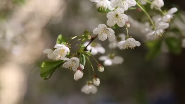 Colore Bianco Fiori Teneri Fiorisce Albero Ciliegio Focus Selezionato — Video Stock