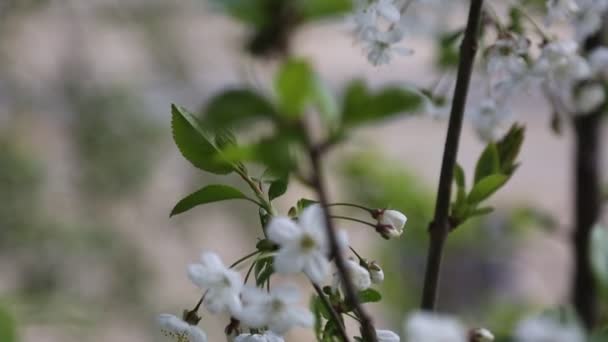 Vit Mjuka Blommor Blommar Ett Rsbärsträd Utvalt Fokus — Stockvideo