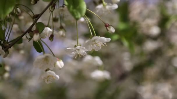 Vit Mjuka Blommor Blommar Ett Rsbärsträd Utvalt Fokus — Stockvideo