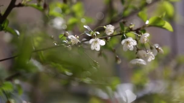 White Color Tender Flowers Blossom Cherry Tree Selected Focus — Stock Video