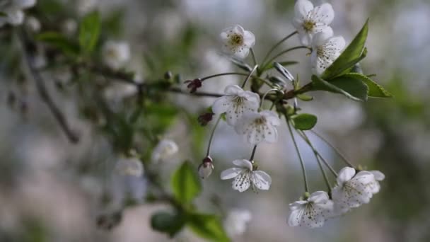 White Color Tender Flowers Blossom Cherry Tree Selected Focus — Stock Video