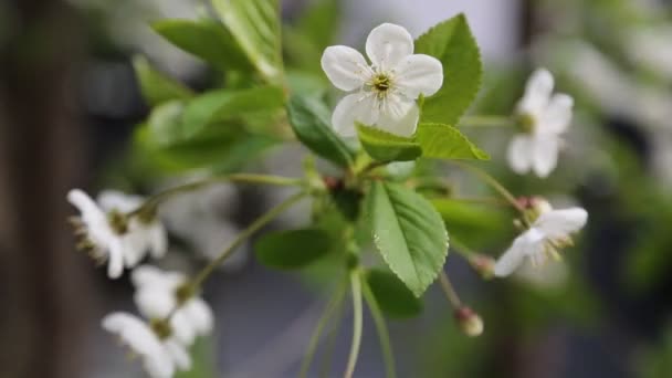 桜の上に白い柔らかい花を咲かせます 選択されたフォーカス — ストック動画