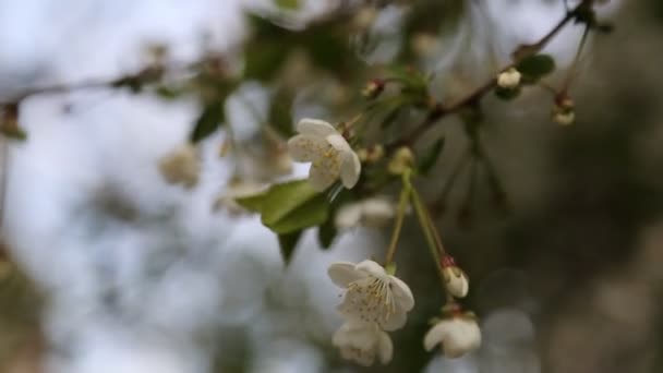 Colore Bianco Fiori Teneri Fiorisce Albero Ciliegio Focus Selezionato — Video Stock